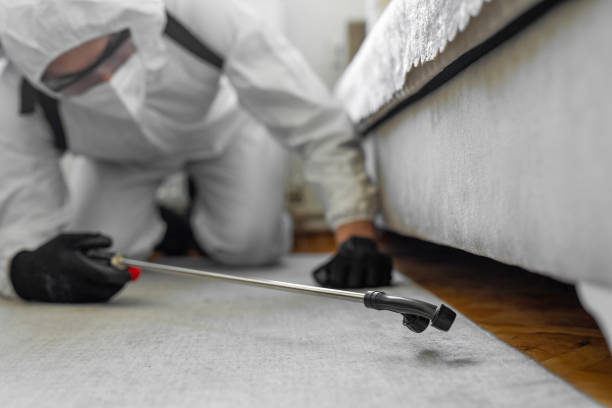 Professional Ant Control technician working in Medford, MA